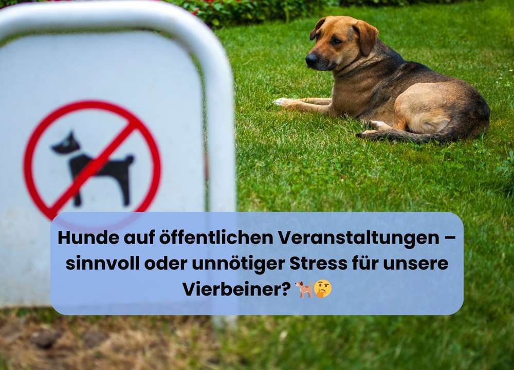 Blog-Mit Hund zu öffentlichen Veranstaltungen gehen | wie sinnvoll ist das?-Bild