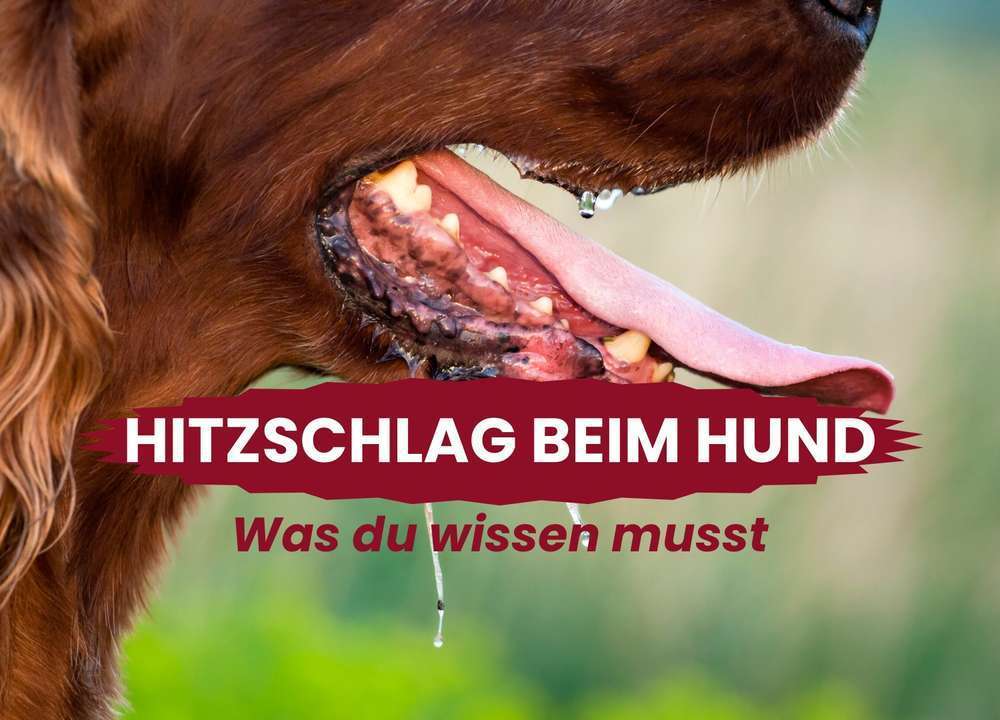 Hitzschlag beim Hund: Gefahren, Vorbeugung und Erste Hilfe