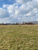 Hundeauslaufgebiet-Quellewiese-Bild