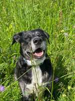 Hundeauslaufgebiet-Quellewiese-Bild