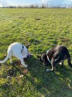 Hundeauslaufgebiet-Quellewiese-Bild