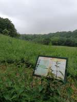 Hundeauslaufgebiet-Kalkweg (am Aussichtsberg)-Bild