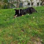 Ersteller:in Hamsini Profilbild