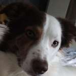 Ersteller:in A. Profilbild