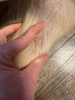 Nach Futterwechsel kratzen-Beitrag-Bild