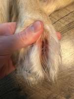 Nach Futterwechsel kratzen-Beitrag-Bild