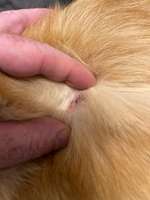 Blutiger Durchfall-Beitrag-Bild