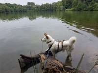 Hundeauslaufgebiet-Meschesee-Bild