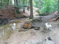 Hundeauslaufgebiet-Donoperteich und Hasselbachteich-Bild