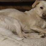 Suchmeldung-Lotte-Bild