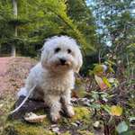 Suchmeldung-Muffin-Bild