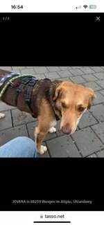 Suchmeldung-Jovana-Bild