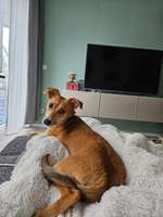 Suchmeldung-Bella-Bild