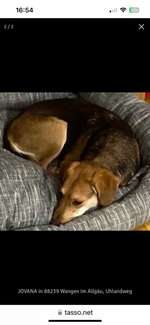 Suchmeldung-Jovana-Bild