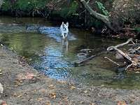 Hundeauslaufgebiet-Rotbachtal-Bild