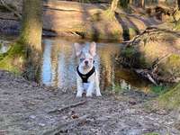Hundeauslaufgebiet-Rotbachtal-Bild