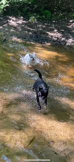 Hundeauslaufgebiet-Rotbachtal-Bild