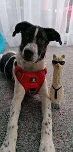 Zeigt her euer Lieblingsspielzeug-Beitrag-Bild