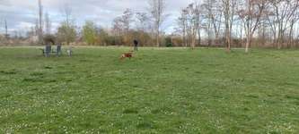 Hundeauslaufgebiet-Sterlingsweg-Bild