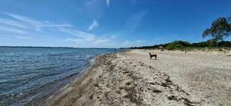 Hundeauslaufgebiet-Karlsminde Hundestrand-Bild