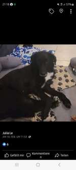 Suchmeldung-Ginny-Bild