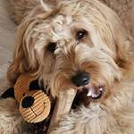 Ersteller:in Netti Profilbild