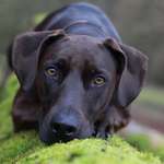 Ersteller:in Maja Profilbild