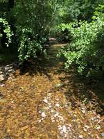 Hundeauslaufgebiet-An der Steinmühle-Bild
