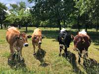 Hundeauslaufgebiet-An der Steinmühle-Bild