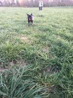 Hundeauslaufgebiet-Huthpark-Bild