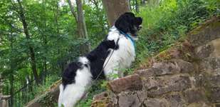 Neufundländer Freunde!-Beitrag-Bild