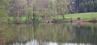 Hundeauslaufgebiet-Götzenbachsee Göggingen-Bild