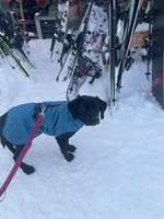 Mäntelchen, Größe: 40cm-Beitrag-Bild