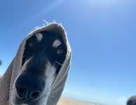 Was schätzt ihr an eurem Hund besonders?-Beitrag-Bild