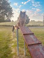 Hundeauslaufgebiet-Hennef-Bild