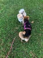 Hundeauslaufgebiet-Stadtpark-Bild