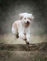 Wurfgeschwister gesucht (Goldendoodle)-Beitrag-Bild