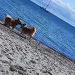 Hundeauslaufgebiet-Südliche Strandpromenade-Bild