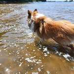 Hundeauslaufgebiet-Stover Strand hinter der Trabrennbahn-Bild