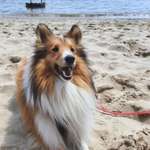 Hundeauslaufgebiet-Strandflächen Falkensteiner Ufer-Bild