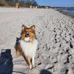 Hundeauslaufgebiet-Hundestrand Eckernförde-Bild
