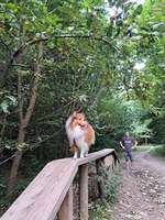 Hundeauslaufgebiet-Hundeauslauf Scharbeutz (Wald)-Bild