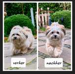 Vor dem Friseur - nach dem Friseur-Beitrag-Bild