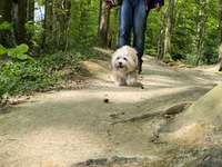 Hund und Natur-Beitrag-Bild