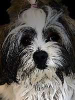 Der Hund als Cartoon-Beitrag-Bild