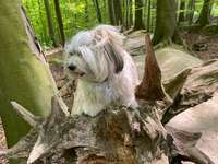 Hund und Natur-Beitrag-Bild