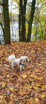 Hundeauslaufgebiet-Am Stößensee Spandau Süd-Bild