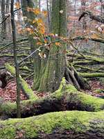 Hundeauslaufgebiet-Heilshorner Wald-Bild
