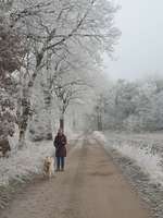 Hundeauslaufgebiet-Heilshorner Wald-Bild