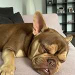 Ersteller:in Rehaan Profilbild